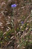Centaurea cyanus. Цветущее растение на лесной поляне. Горный Крым, окр. с. Богатырь. 10 июня 2009 г.