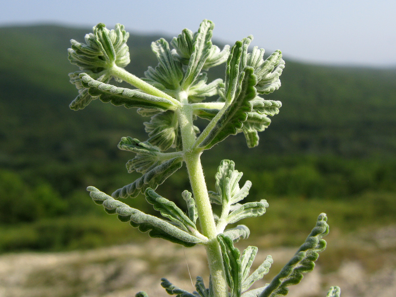 Изображение особи Teucrium capitatum.