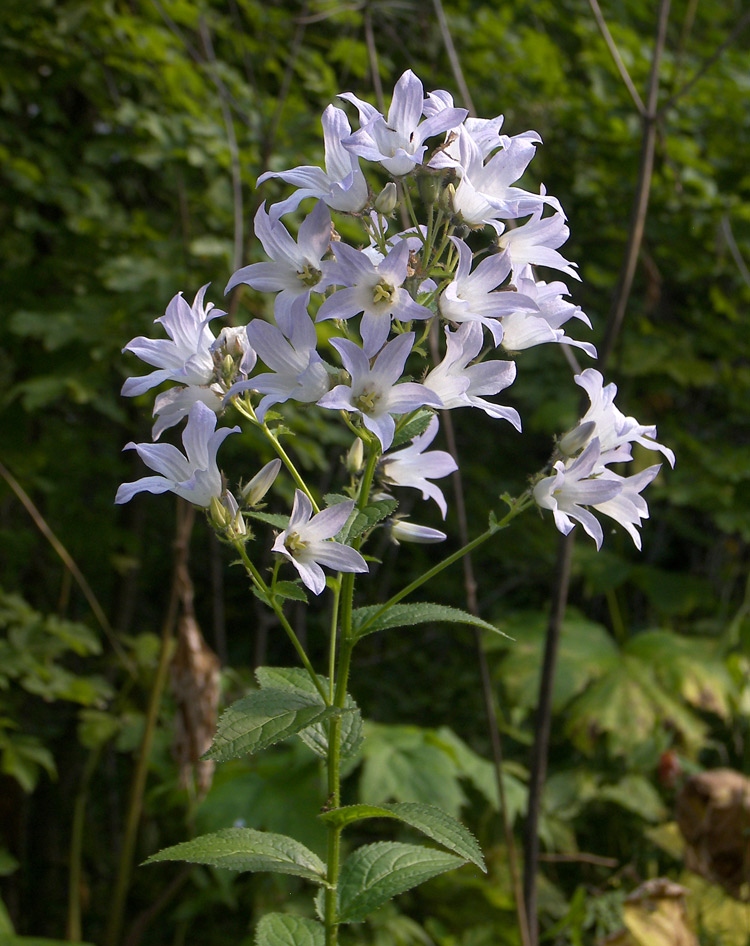 Изображение особи Gadellia lactiflora.