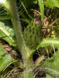 Cirsium rhizocephalum