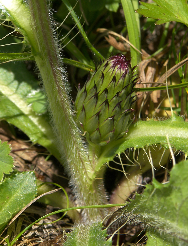 Изображение особи Cirsium rhizocephalum.