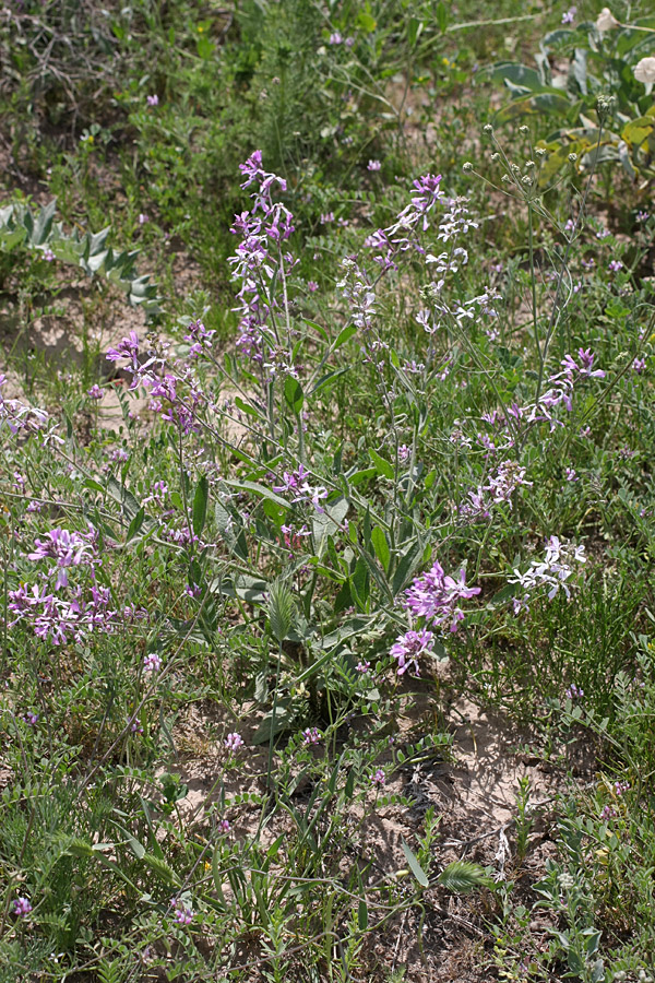 Изображение особи Strigosella turkestanica.