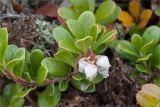 Arctostaphylos uva-ursi. Часть побега с соцветием. Кольский п-ов, Хибины, подножие у южного склона массива Кукисвумчорр. 18.06.2013.