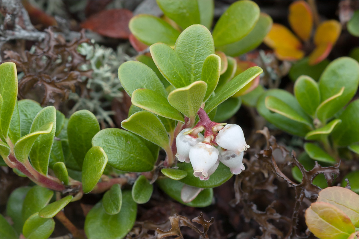 Image of Arctostaphylos uva-ursi specimen.