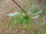 Bidens frondosa