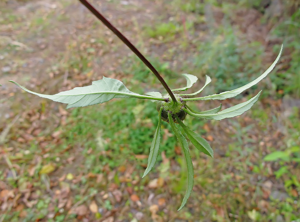 Image of Bidens frondosa specimen.