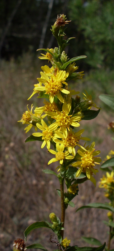 Image of Solidago virgaurea specimen.