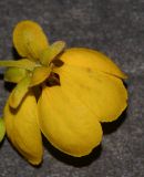 Senna artemisioides