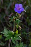 Geranium pratense