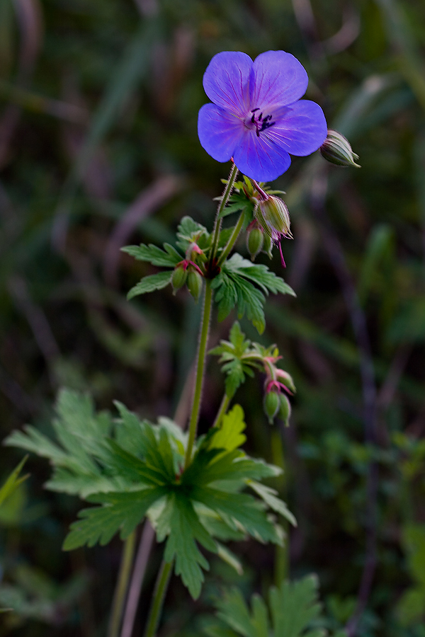 Image of Geranium pratense specimen.