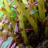 Athyrium filix-femina. Черешки с бурыми чешуями. Свердловская обл., окр. г. Североуральск, берег заводи. 28.07.2013.