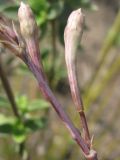 Silene bupleuroides