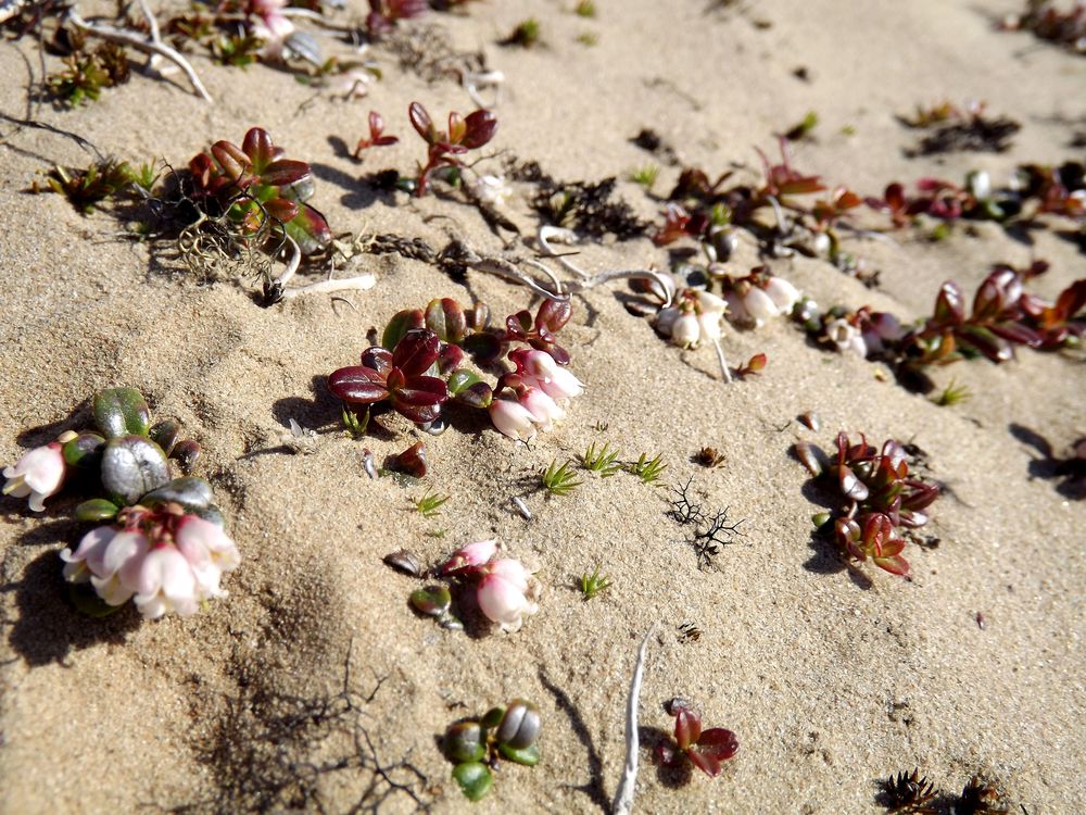 Image of Vaccinium vitis-idaea var. minus specimen.