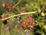 Glycyrrhiza echinata. Средняя часть побега с невызревшими соплодиями. Германия, г. Essen, Grugapark. 29.09.2013.