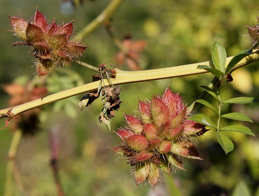 Image of Glycyrrhiza echinata specimen.