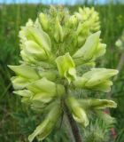 Oxytropis pilosa. Соцветие. Пермский край, Кунгурский р-н, окр. с. Филипповка, северная часть Кунгурской лесостепи, гора Ледяная, южный склон. 14.06.2013.