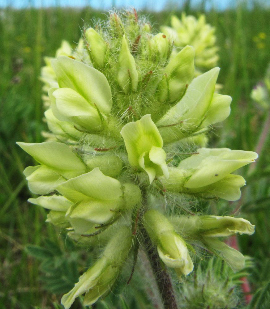 Изображение особи Oxytropis pilosa.