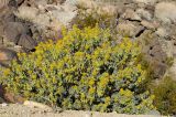 Peritoma arborea. Цветущее и плодоносящее растение. США, Калифорния, Joshua Tree National Park. 19.02.2014.