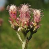 Antennaria dioica