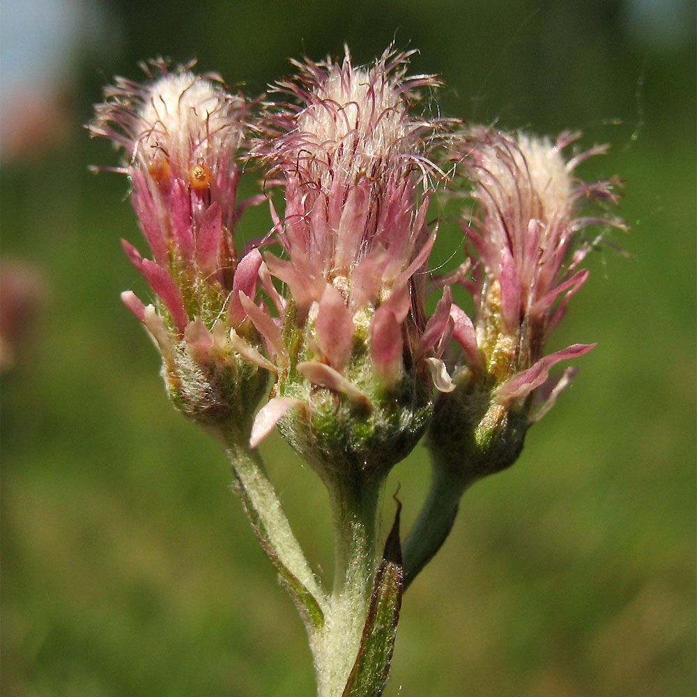 Изображение особи Antennaria dioica.