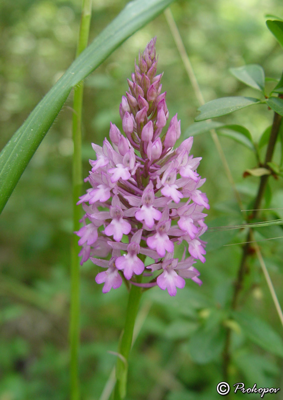 Изображение особи Anacamptis pyramidalis.