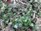 Lamium maculatum