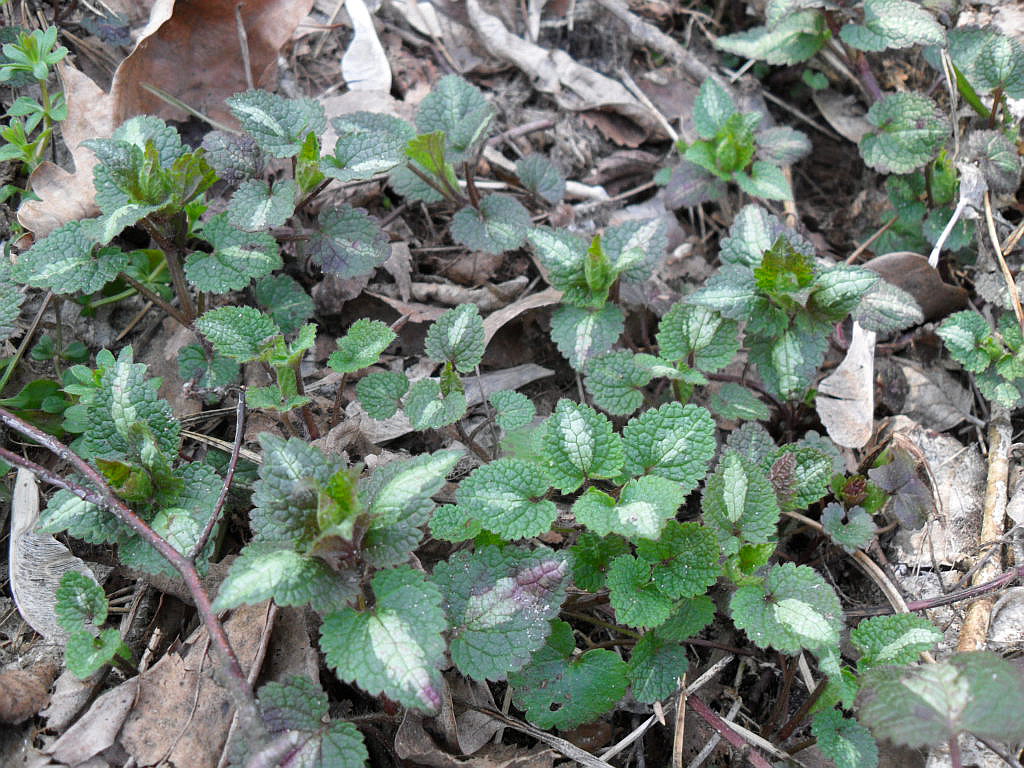 Image of Lamium maculatum specimen.