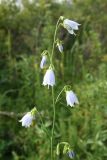 Смотреть изображение Adenophora liliifolia