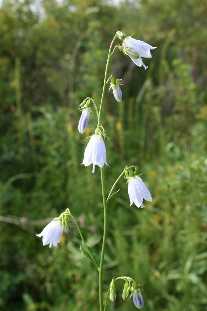 Изображение особи Adenophora liliifolia.