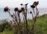 Cynara cardunculus