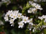 Prunus stepposa