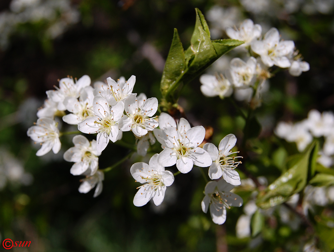 Image of Prunus stepposa specimen.