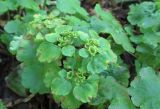 Chrysosplenium alternifolium. Цветущее растение. Украина, г. Киев, лес на восточной окраине, тенистая местность. 11.05.2014.