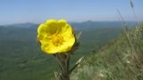 Potentilla callieri. Цветок. Краснодарский край, Абинский р-н, хр. Грузинка, гора Шизе. 10.05.2014.