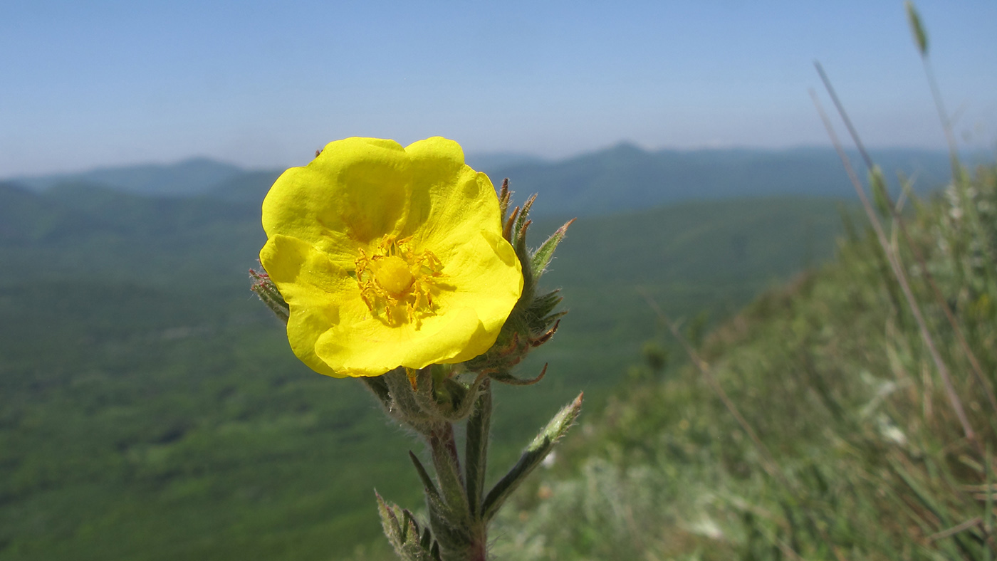 Изображение особи Potentilla callieri.