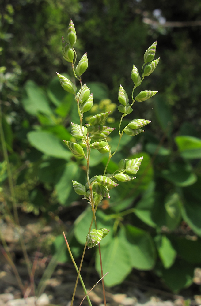 Изображение особи Brizochloa humilis.