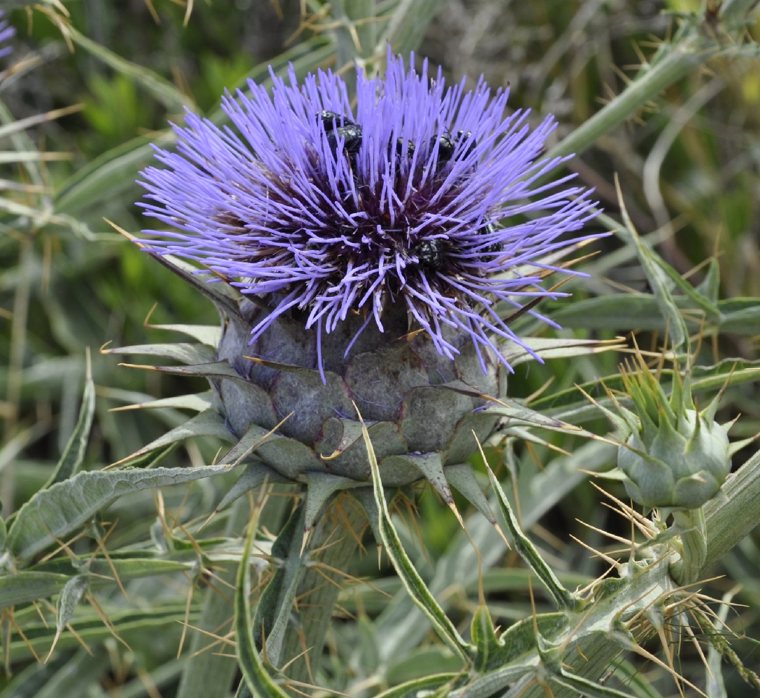 Image of Cynara cardunculus specimen.