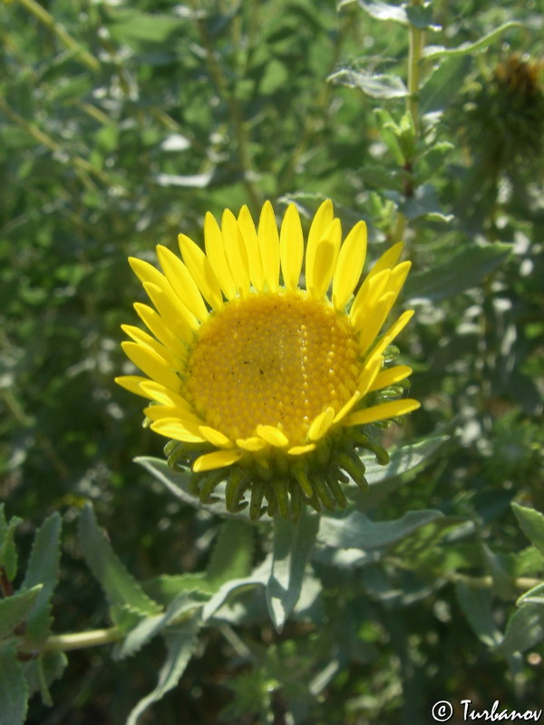 Image of Grindelia squarrosa specimen.