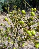 Jasminum fruticans. Верхушка плодоносящего растения. Южный берег Крыма, окр. Алушты, склон приморского холма. 22 августа 2013 г.