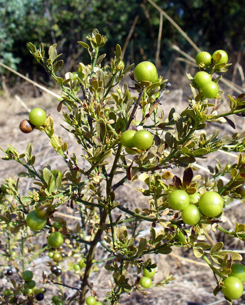 Изображение особи Jasminum fruticans.