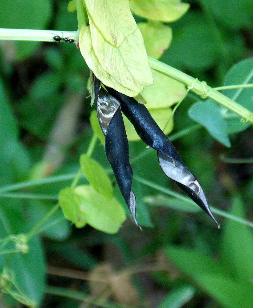 Image of Vicia grandiflora specimen.