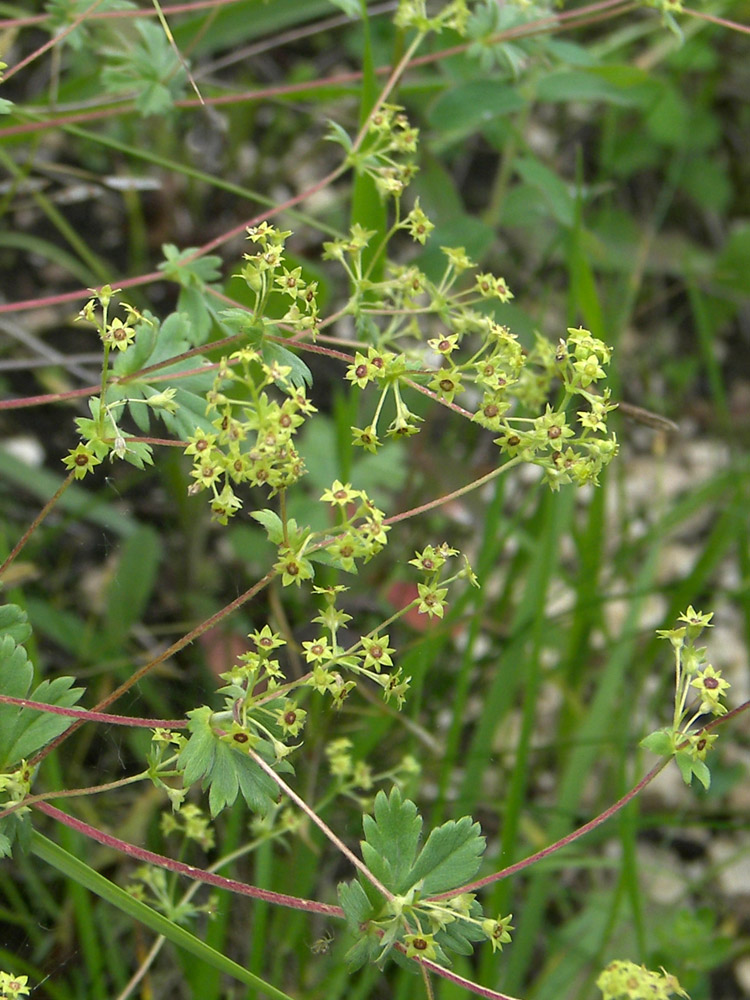 Image of Alchemilla tephroserica specimen.