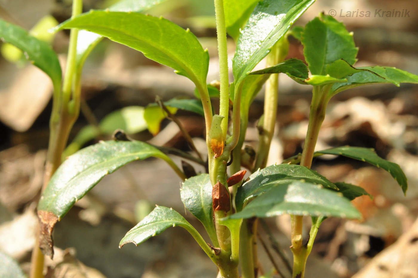 Image of Chimaphila japonica specimen.