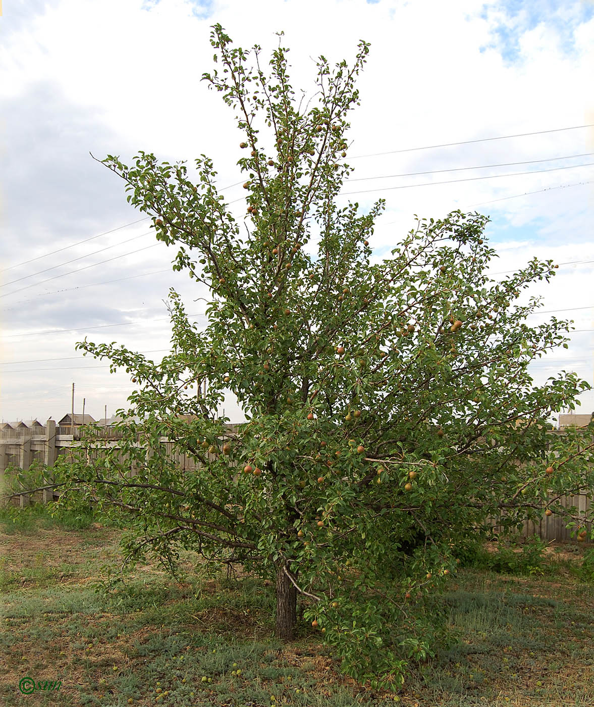 Image of Pyrus communis specimen.