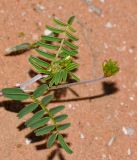 Hedysarum spinosissimum