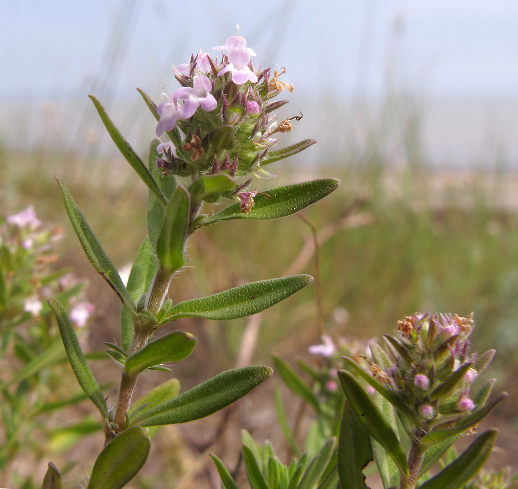 Изображение особи Thymus &times; dimorphus.