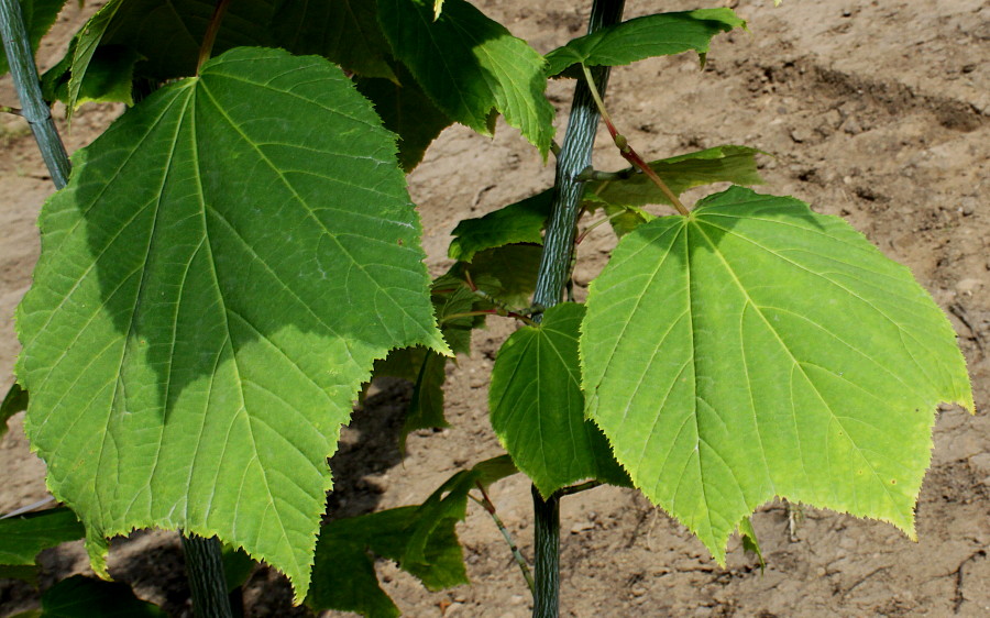 Image of Acer tegmentosum specimen.