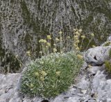 Potentilla deorum