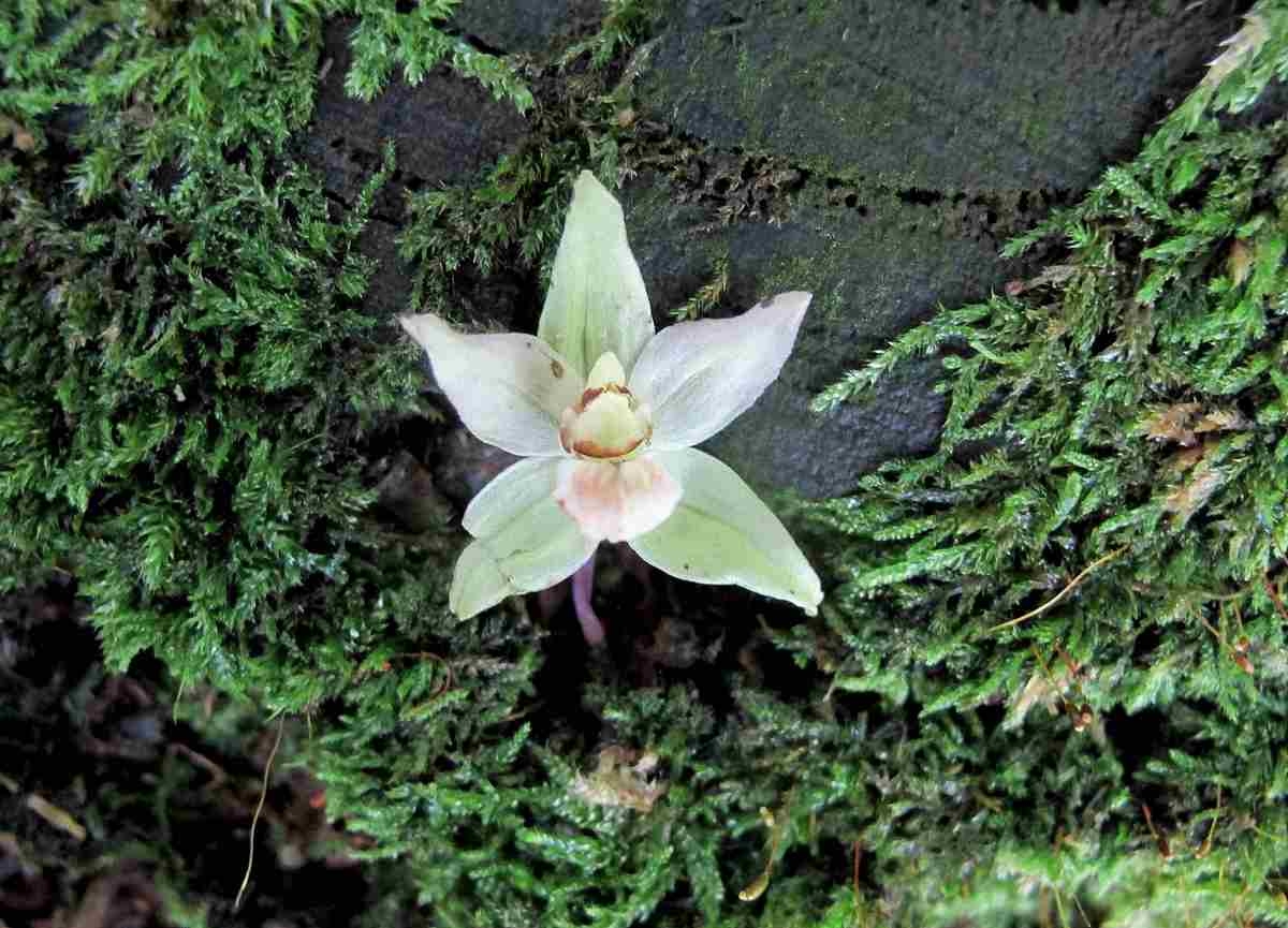 Image of Epipactis purpurata specimen.