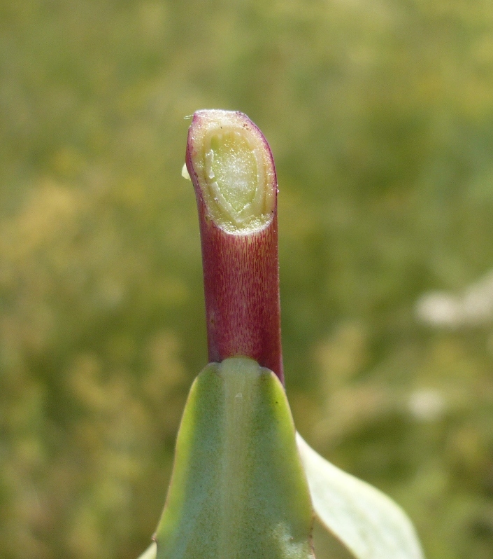 Изображение особи Hylotelephium triphyllum.